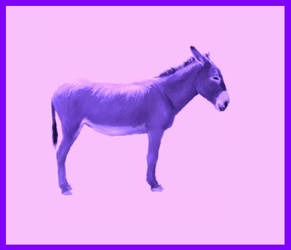 Purple Donkey XD