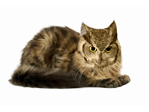 Cat owl 2025