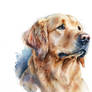 Golden Retriever Dog Portrait Watercolor Painting