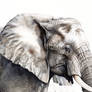 Elephant Animal Portrait Watercolor Painting