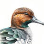 Green-Winged Teal Bird Portrait Watercolor Paintin