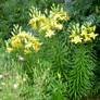 Lilies and Columbines
