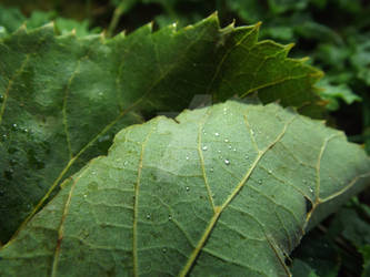 Macro Leaf With Droplets