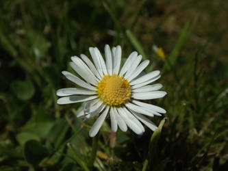 Daisy Flower