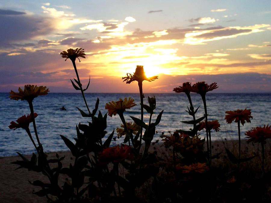 Flowers watch sunsets, too.