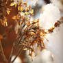 sun.. snow.. bokeh light..