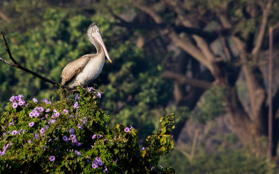 Perched high..