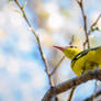 Indian Golden Oriole..