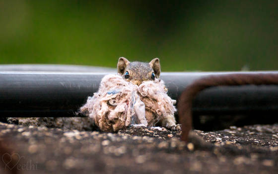 Caught: Stealing rags for nest!