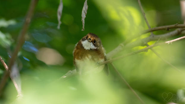 Hawaii elepaio (Chasiempis sandwichensis)