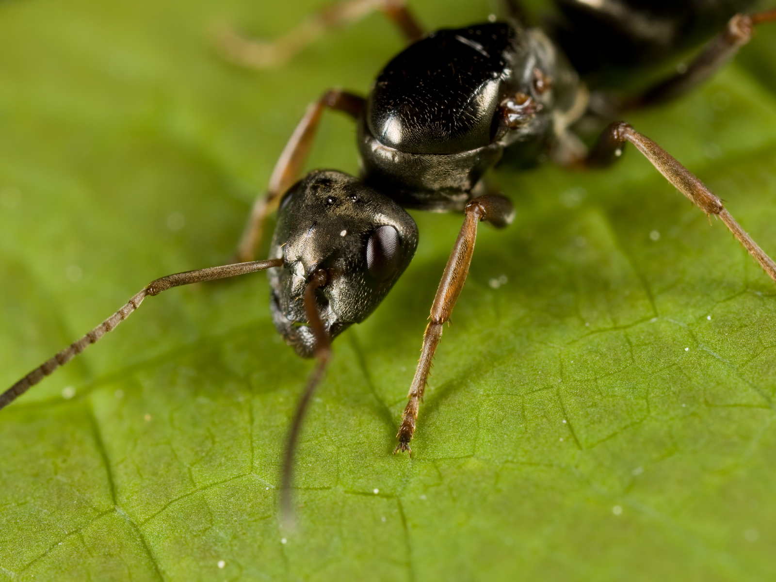 Ant Macro