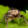 Jumping Spider 1293