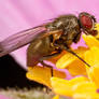 Fly On Flower 2