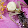 Crab Spider 2