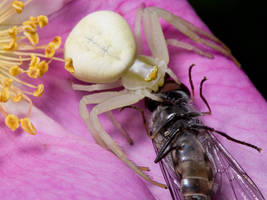 Crab Spider 2