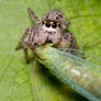 Jumping Spiders Don't Share