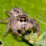 Jumping Spiders Don't Share 2