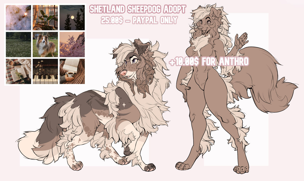 Shetland Sheepdog Adopt - closed