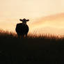 Cow watching atop pasture hill