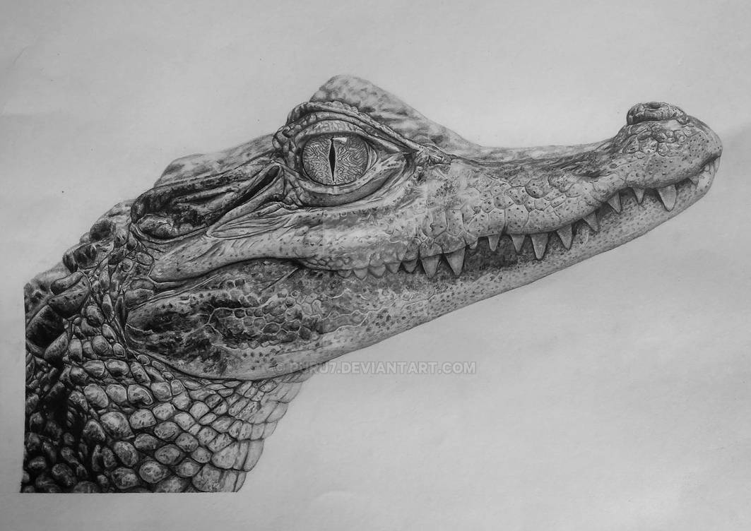 Pencil Shading Crocodile Drawing by puru7 on DeviantArt