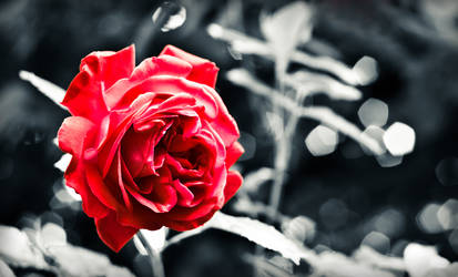 .rose