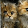 Two Little Guardians