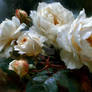 Garden Tenderness