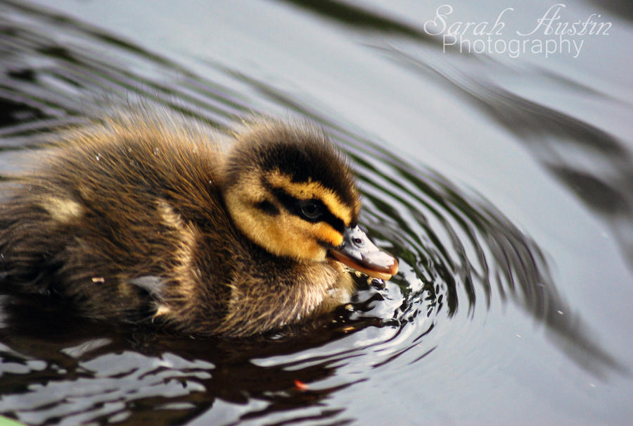 Adorable duckling