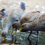 Tasmanian Native Hens.