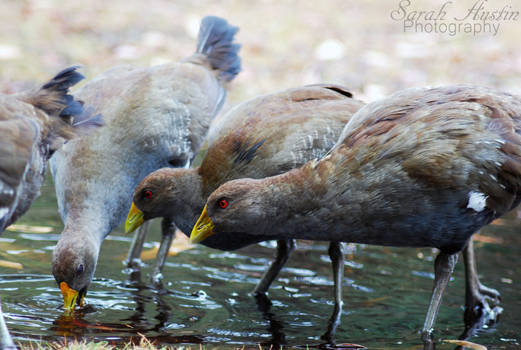 Tasmanian Native Hens.