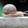 Snail's pace.