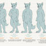 Furry Anatomies