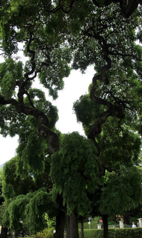 Funky Tree by italiano444 on DeviantArt