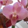 Pink Orchid looking back at You