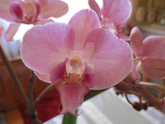 Pink Orchid looking back at You