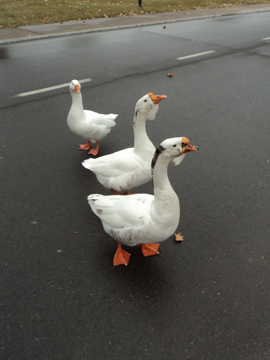 geese