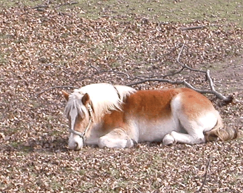 The haflinger Prince