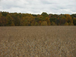 Autumn field