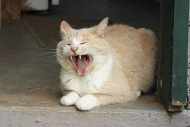 Wonderful Yawn