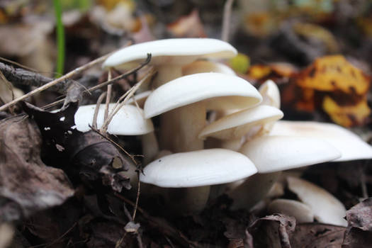 White Mushrooms