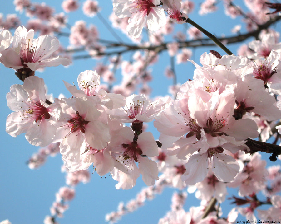 Almost Spring Pink Pink Spring by morrighan03 on DeviantArt