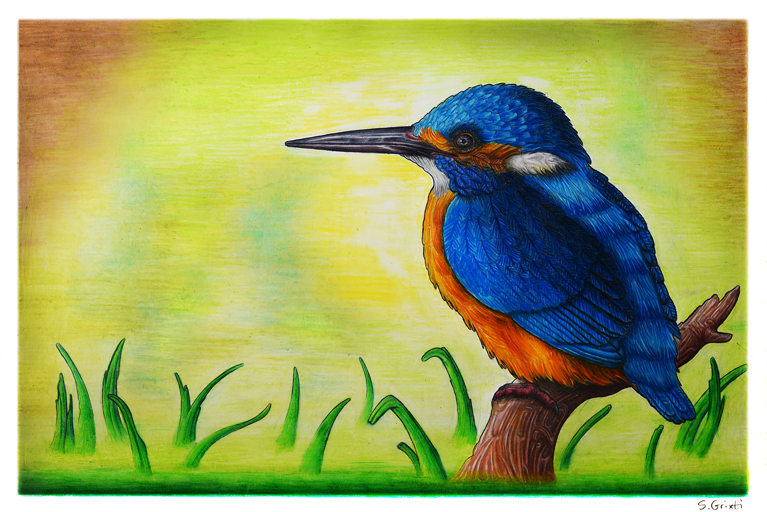 The Kingfisher bird in nature drawing by sgrixti on DeviantArt