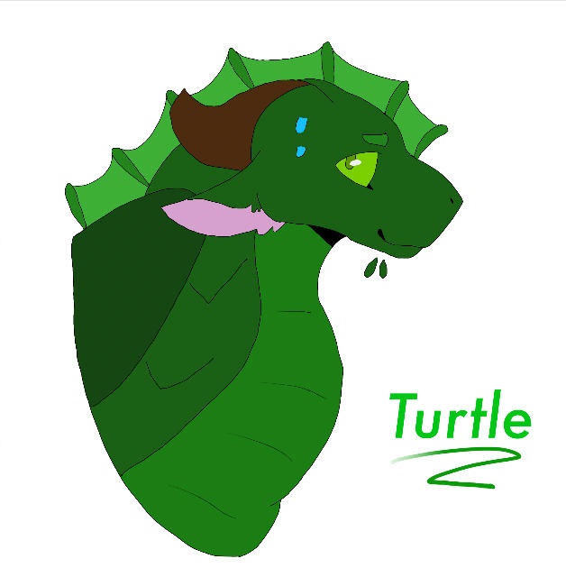 Turtle by AquamarineStudios on DeviantArt