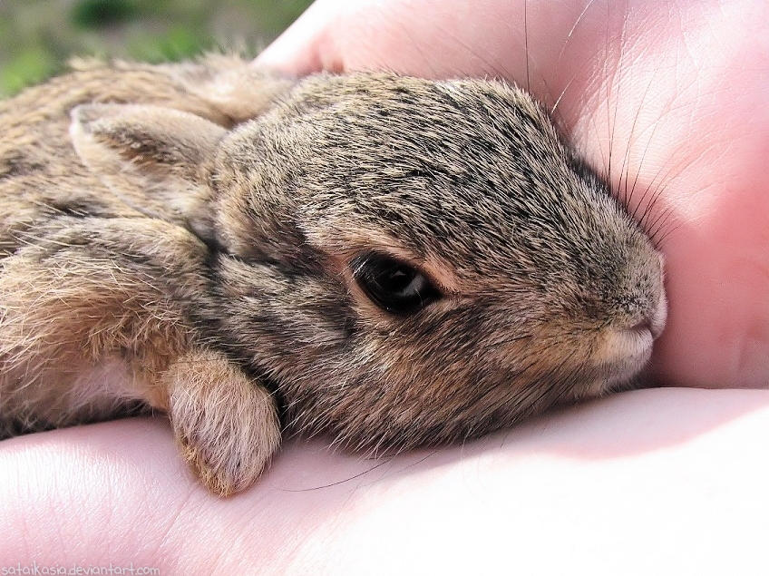 baby desert cottontail 3 by sataikasia on DeviantArt