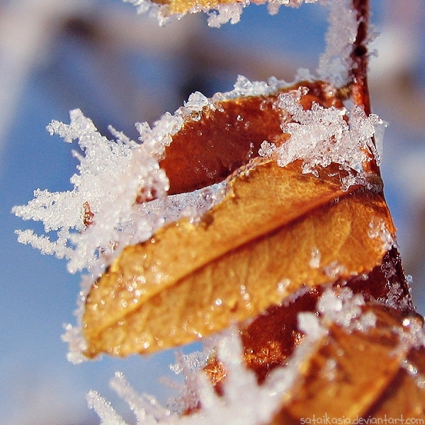 icy leaf