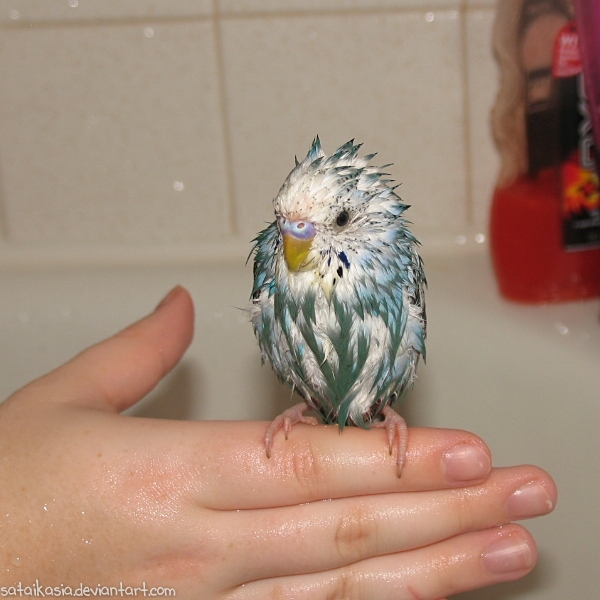 Moon after a bath