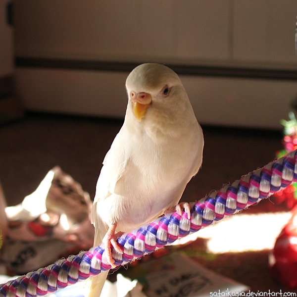 Dove posing