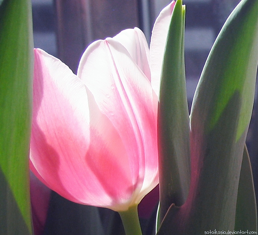 pink tulip glow