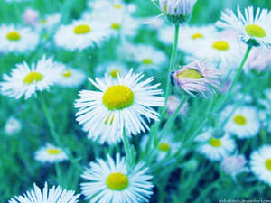 pretty daisies