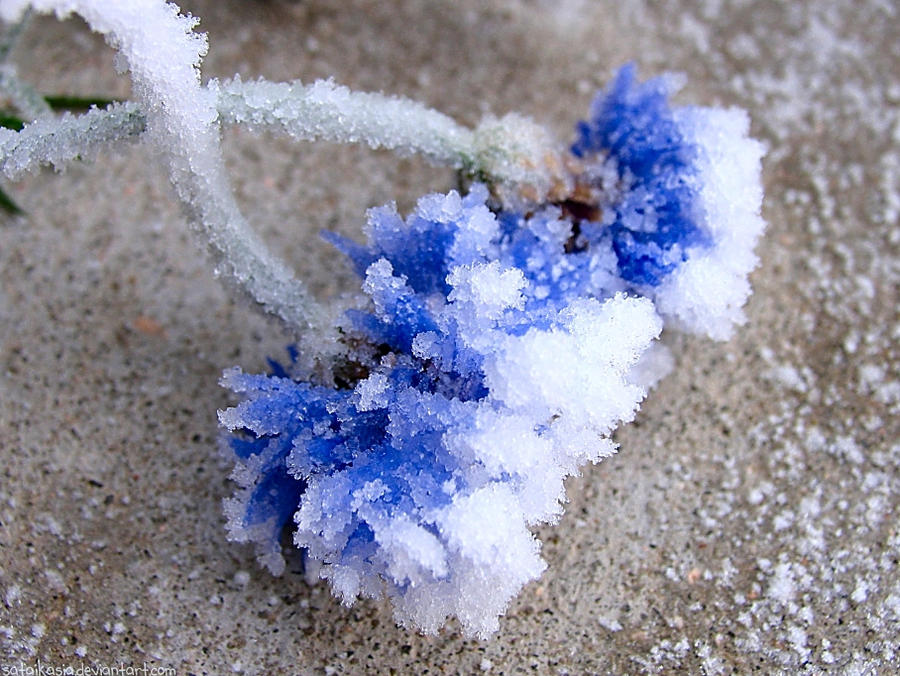 blue frost